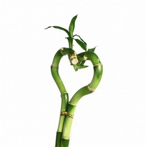 Bamboo: The Miracle Plant That’s Saving The Planet